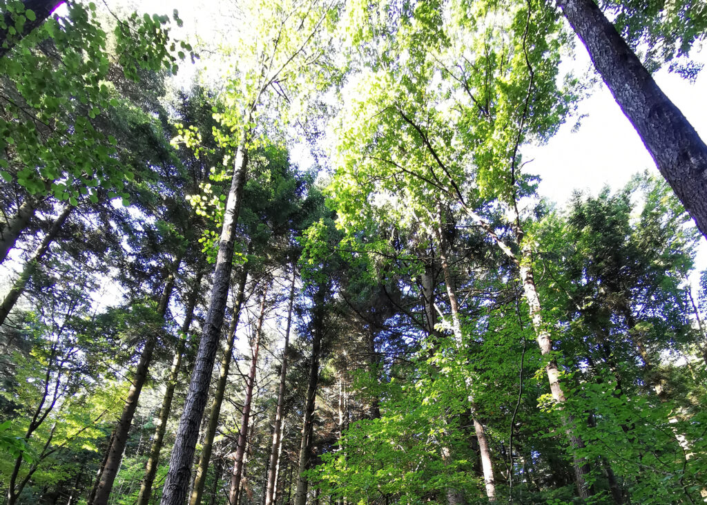 Widerstandskraft und inne Stärke: Resilienztrainings im Wienerwald