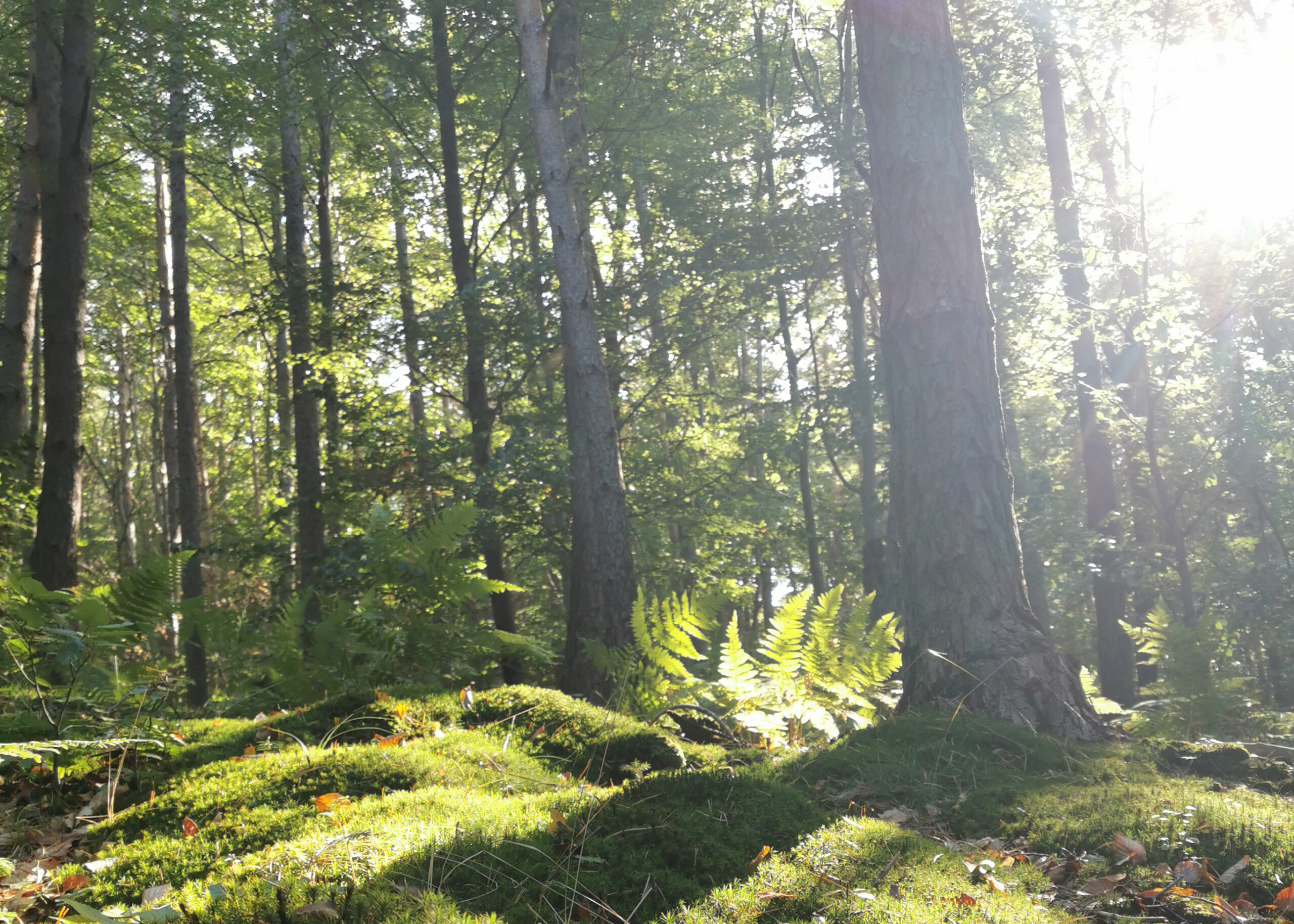 Entspannung und Achtsamkeit 